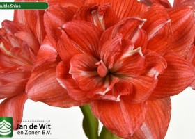 hippeastrum Double Shine (2)